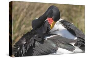 Saddlebill Stork Grooming Closeup-Hal Beral-Stretched Canvas