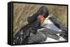 Saddlebill Stork Grooming Closeup-Hal Beral-Framed Stretched Canvas