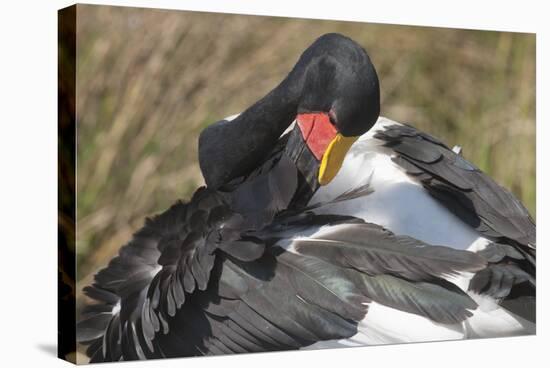 Saddlebill Stork Grooming Closeup-Hal Beral-Stretched Canvas