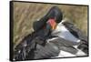 Saddlebill Stork Grooming Closeup-Hal Beral-Framed Stretched Canvas