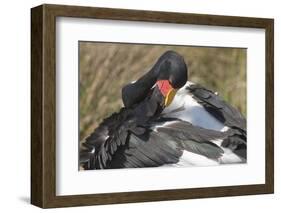 Saddlebill Stork Grooming Closeup-Hal Beral-Framed Photographic Print