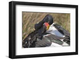 Saddlebill Stork Grooming Closeup-Hal Beral-Framed Photographic Print