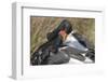 Saddlebill Stork Grooming Closeup-Hal Beral-Framed Photographic Print