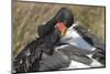 Saddlebill Stork Grooming Closeup-Hal Beral-Mounted Photographic Print