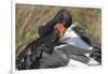 Saddlebill Stork Grooming Closeup-Hal Beral-Framed Photographic Print