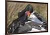 Saddlebill Stork Grooming Closeup-Hal Beral-Framed Photographic Print