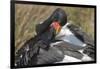 Saddlebill Stork Grooming Closeup-Hal Beral-Framed Photographic Print