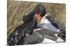 Saddlebill Stork Grooming Closeup-Hal Beral-Mounted Photographic Print