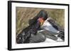 Saddlebill Stork Grooming Closeup-Hal Beral-Framed Photographic Print