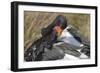 Saddlebill Stork Grooming Closeup-Hal Beral-Framed Photographic Print