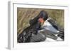 Saddlebill Stork Grooming Closeup-Hal Beral-Framed Photographic Print