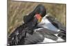 Saddlebill Stork Grooming Closeup-Hal Beral-Mounted Photographic Print
