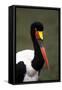 Saddlebilled Stork-null-Framed Stretched Canvas