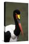 Saddlebilled Stork-null-Stretched Canvas