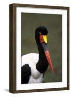 Saddlebilled Stork-null-Framed Photographic Print