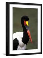 Saddlebilled Stork-null-Framed Photographic Print