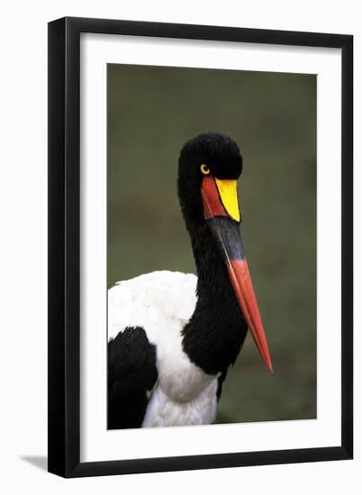 Saddlebilled Stork-null-Framed Photographic Print