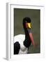 Saddlebilled Stork-null-Framed Photographic Print