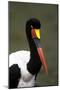 Saddlebilled Stork-null-Mounted Photographic Print