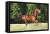 Saddlebred 001-Bob Langrish-Framed Stretched Canvas