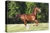 Saddlebred 001-Bob Langrish-Stretched Canvas