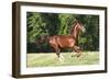 Saddlebred 001-Bob Langrish-Framed Photographic Print