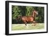 Saddlebred 001-Bob Langrish-Framed Photographic Print