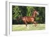 Saddlebred 001-Bob Langrish-Framed Photographic Print