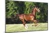 Saddlebred 001-Bob Langrish-Mounted Photographic Print