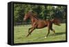 Saddlebred 002-Bob Langrish-Framed Stretched Canvas