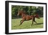 Saddlebred 002-Bob Langrish-Framed Photographic Print