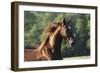 Saddlebred 003-Bob Langrish-Framed Photographic Print