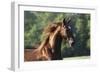 Saddlebred 003-Bob Langrish-Framed Photographic Print