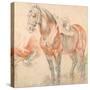 Saddled Horse-Peter Paul Rubens-Stretched Canvas