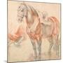 Saddled Horse-Peter Paul Rubens-Mounted Giclee Print