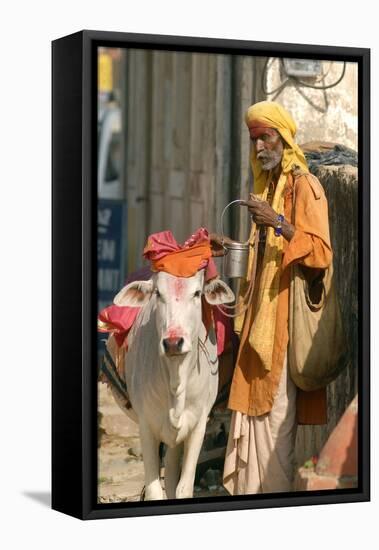 Sadhu, Holy Man, with Cow During Pushkar Camel Festival, Rajasthan, Pushkar, India-David Noyes-Framed Stretched Canvas