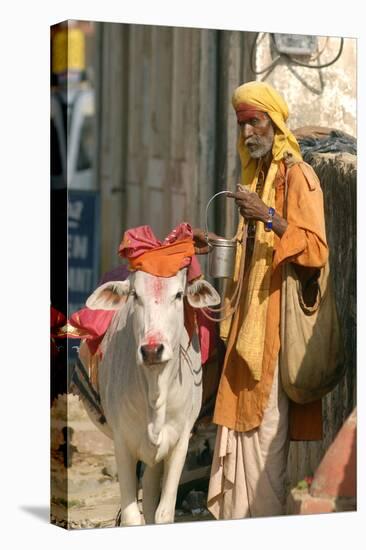 Sadhu, Holy Man, with Cow During Pushkar Camel Festival, Rajasthan, Pushkar, India-David Noyes-Stretched Canvas