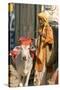 Sadhu, Holy Man, with Cow During Pushkar Camel Festival, Rajasthan, Pushkar, India-David Noyes-Stretched Canvas