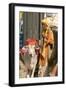 Sadhu, Holy Man, with Cow During Pushkar Camel Festival, Rajasthan, Pushkar, India-David Noyes-Framed Photographic Print