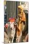 Sadhu, Holy Man, with Cow During Pushkar Camel Festival, Rajasthan, Pushkar, India-David Noyes-Mounted Photographic Print