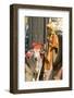 Sadhu, Holy Man, with Cow During Pushkar Camel Festival, Rajasthan, Pushkar, India-David Noyes-Framed Photographic Print