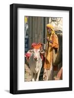 Sadhu, Holy Man, with Cow During Pushkar Camel Festival, Rajasthan, Pushkar, India-David Noyes-Framed Photographic Print