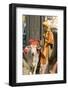 Sadhu, Holy Man, with Cow During Pushkar Camel Festival, Rajasthan, Pushkar, India-David Noyes-Framed Photographic Print