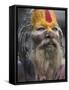 Sadhu, Shivaratri Festival, Pashupatinath Temple, Kathmandu, Nepal-Jane Sweeney-Framed Stretched Canvas