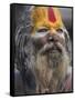 Sadhu, Shivaratri Festival, Pashupatinath Temple, Kathmandu, Nepal-Jane Sweeney-Framed Stretched Canvas