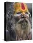 Sadhu, Shivaratri Festival, Pashupatinath Temple, Kathmandu, Nepal-Jane Sweeney-Stretched Canvas