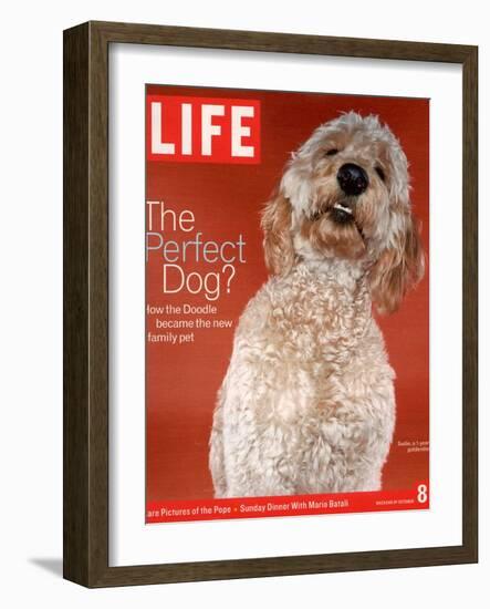 Sadie, 1 Year Old Goldendoodle, October 8, 2004-Jeff Minton-Framed Photographic Print