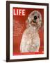 Sadie, 1 Year Old Goldendoodle, October 8, 2004-Jeff Minton-Framed Photographic Print