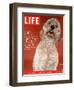 Sadie, 1 Year Old Goldendoodle, October 8, 2004-Jeff Minton-Framed Photographic Print