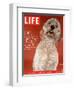 Sadie, 1 Year Old Goldendoodle, October 8, 2004-Jeff Minton-Framed Photographic Print